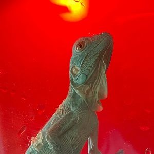 Meet your Posher, Paige